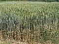 Field of wheat, corn growing in field. UK.