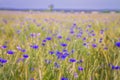 Wheat and cornflowers field