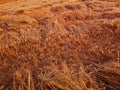 Field of wheat crop during the process of harvesting