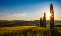 Field of wheat and cypresses at sunrise