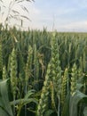 A field of wheat in the early summer. Royalty Free Stock Photo