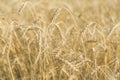 Field of wheat. Ears of Golden wheat closeup. Beautiful nature rural landscape in bright sunlight.