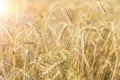 A field of wheat. Ears of Golden wheat closeup.