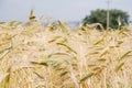 the field of wheat ears in Italy in summer Royalty Free Stock Photo