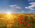 A field with wheat ears and lots of red poppies. Royalty Free Stock Photo