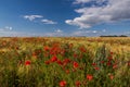 A field with wheat ears and lots of red poppies. Royalty Free Stock Photo