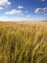 The field with wheat ears under the blue sky with clouds Royalty Free Stock Photo