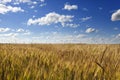 The field with wheat ears under the blue sky with clouds Royalty Free Stock Photo