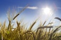 The field with wheat ears under the blue sky with clouds Royalty Free Stock Photo