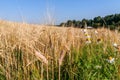 The field of wheat ears under the clear blue sky Royalty Free Stock Photo