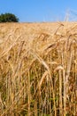 The field of wheat ears under the clear blue sky Royalty Free Stock Photo