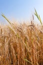 The field of wheat ears under the clear blue sky Royalty Free Stock Photo