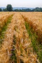 The field of wheat ears under the clear blue sky Royalty Free Stock Photo