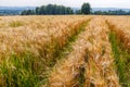 The field of wheat ears under the clear blue sky Royalty Free Stock Photo