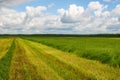 The field of wheat ears under the clear blue sky Royalty Free Stock Photo