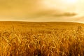 Rye-Field Of Wheat Royalty Free Stock Photo