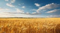 field wheat farm