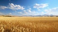 field wheat farm