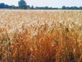 Field of wheat Royalty Free Stock Photo