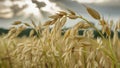 A field of wheat with a few brown stalks of grain Royalty Free Stock Photo