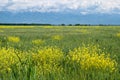 Field of wheat in front of mountains Royalty Free Stock Photo