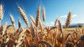 Field of wheat. Generative AI.