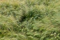 Field of wheat with green straws blowing in the wind Royalty Free Stock Photo