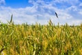 Field of wheat