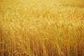 Field Of Wheat Growing On Farm Royalty Free Stock Photo