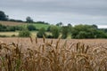 Field of wheat growing near Chipping Campden in the Cotswolds, Gloucestershire UK. Rolling Cotswold hills in the distance.