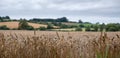 Field of wheat growing near Chipping Campden in the Cotswolds, Gloucestershire UK. Rolling Cotswold hills in the distance.