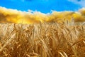 Field with wheat harvest against the background of the sky in the colors of the Ukrainian flag Royalty Free Stock Photo