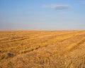 The field after wheat harvesting under a blue sky