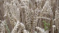 Field of wheat, Harwest of bread wheat , Triticum aestivum, Triticum monococcum