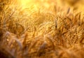 Field of wheat in the late afternoon Royalty Free Stock Photo