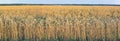 Field of wheat lit by the morning sun Royalty Free Stock Photo