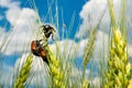 Field with wheat and mating cockchafer May bug or doodlebug Royalty Free Stock Photo