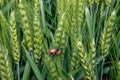 Field with wheat and mating cockchafer May bug or doodlebug Royalty Free Stock Photo