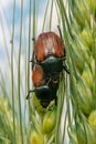 Field with wheat and mating cockchafer May bug or doodlebug Royalty Free Stock Photo