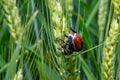 Field with wheat and mating cockchafer May bug or doodlebug Royalty Free Stock Photo