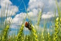 Field with wheat and mating cockchafer May bug or doodlebug Royalty Free Stock Photo