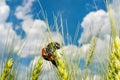 Field with wheat and mating cockchafer May bug or doodlebug Royalty Free Stock Photo