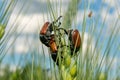 Field with wheat and mating cockchafer May bug or doodlebug Royalty Free Stock Photo