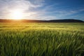 Field of wheat in the morning. Royalty Free Stock Photo