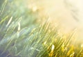 Field of wheat in the morning Royalty Free Stock Photo