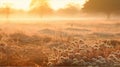 Field of wheat in the morning sun with a beautiful golden orange hue Royalty Free Stock Photo