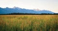Field of Wheat with Mountains and Trees Scenic Landscape Royalty Free Stock Photo