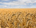 Field wheat in period harvest on a background of blue sky with clouds Royalty Free Stock Photo