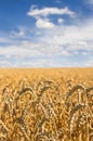 Field wheat in period harvest on a background of blue sky with clouds Royalty Free Stock Photo