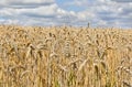 Field wheat in period harvest on a background of blue sky with clouds Royalty Free Stock Photo